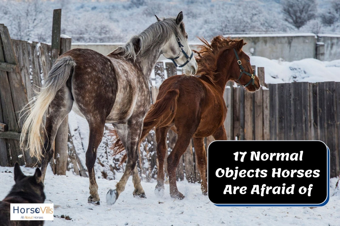 17 Normal  Everyday Objects That Terrify Your Horse