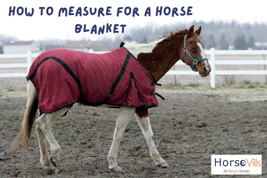 How to Measure Your Horse for a Blanket (Guide)