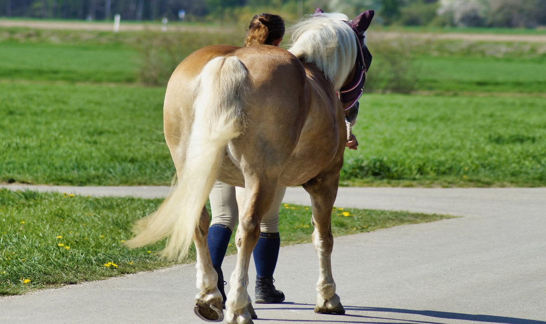 7 Best Hoof Boots for Barefoot Horses: Reviews & Guide