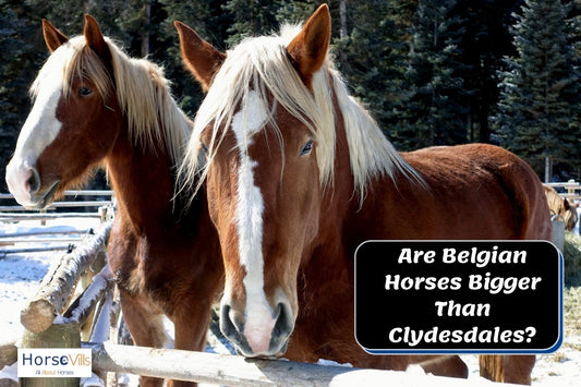 Are Belgian Horses Bigger Than Clydesdales?