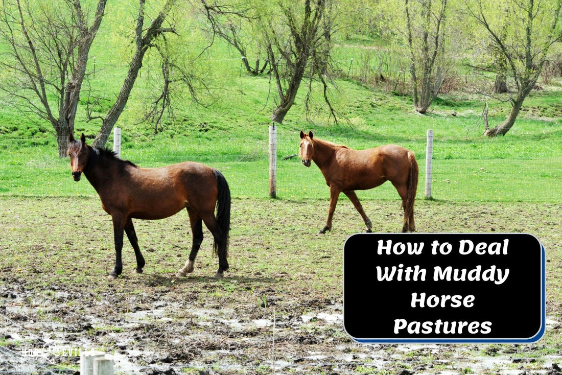 How to Deal With Muddy Horse Pastures in Winter (Expert Tips)