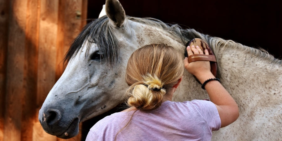 10-Step Guide to Brushing Your Horse Like a Pro