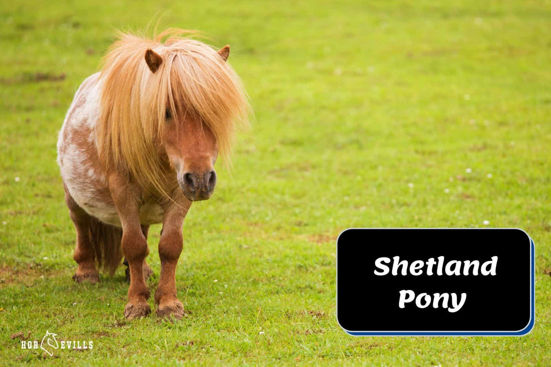 Shetland Pony & Lengths She'll Go To, To Get Her Way [Video]