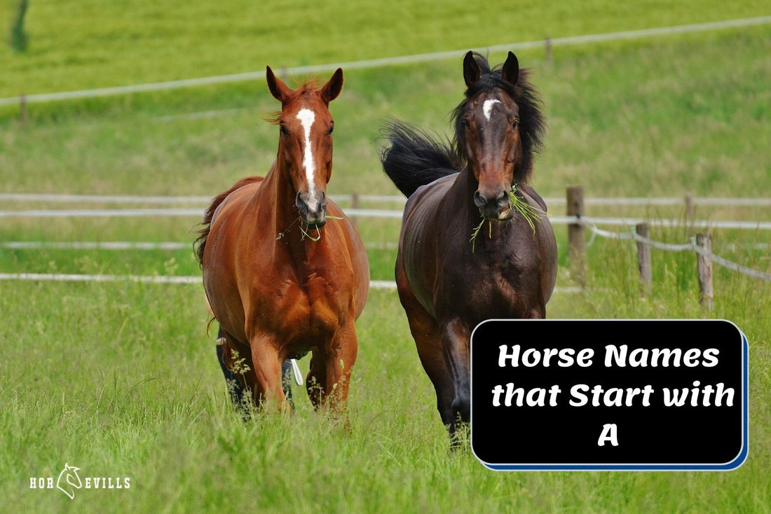 280 Horse Names That Start With A for Mares and Stallions