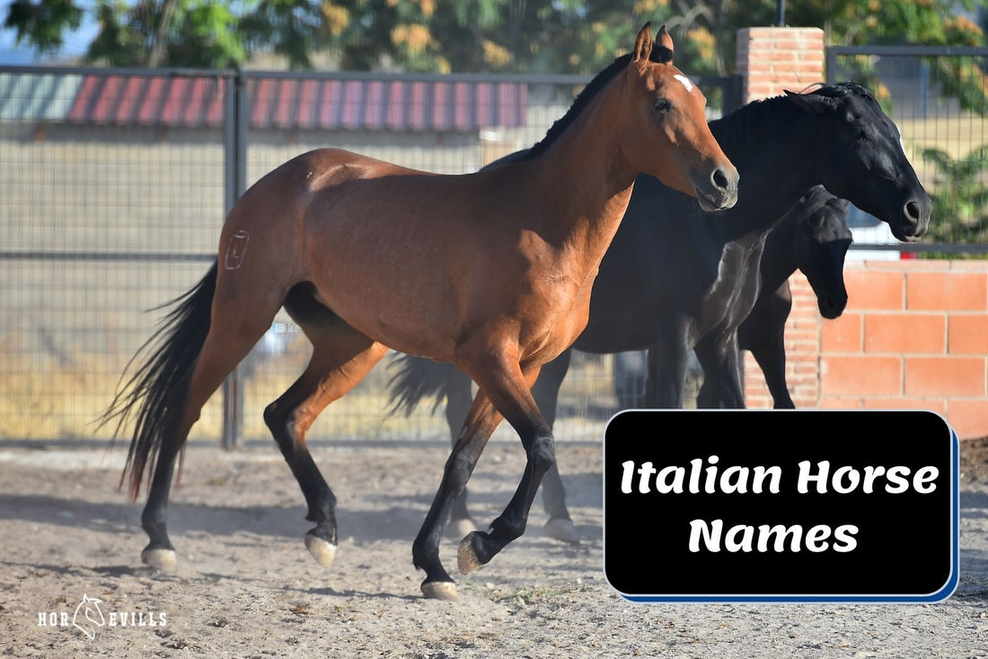 300+ Gorgeous Italian Horse Names (For Mares & Stallions)