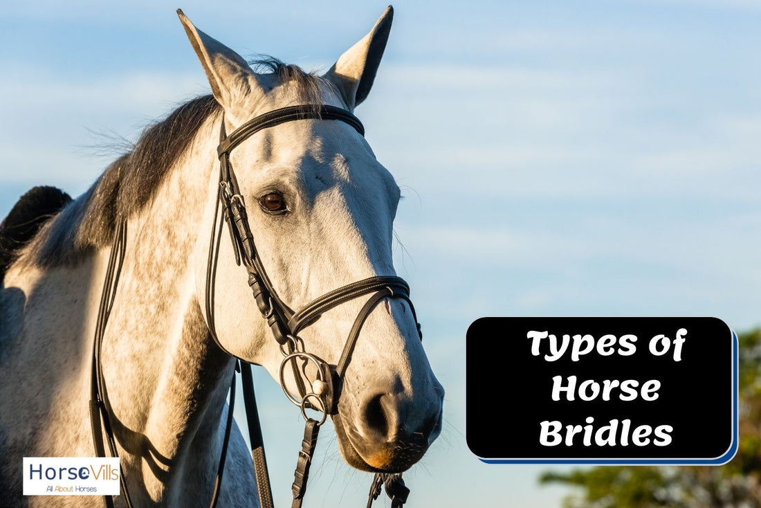 Expert Rider Explains the Different Types of Horse Bridles