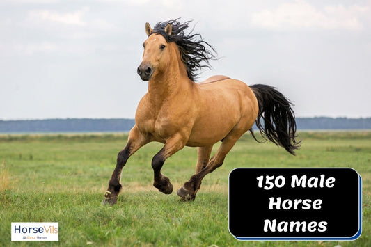 150 Fine Male Horse Names for Your Good-Looking Stallion