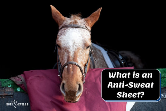 What is an Anti-Sweat Sheet For Horse? Why Do You Need One? 