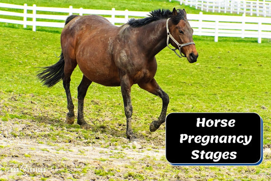 Horse Pregnancy Stages: Symptoms & Proper Care (With Pictures)