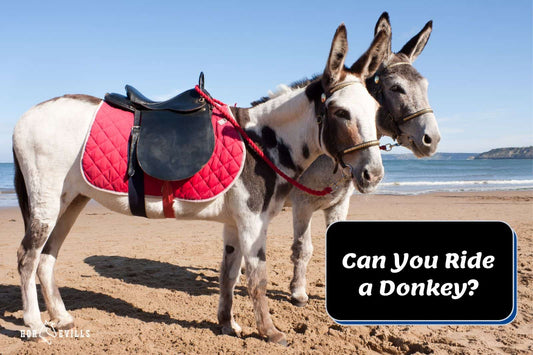 Can You Ride a Donkey? (6 Things to Consider Before Riding)