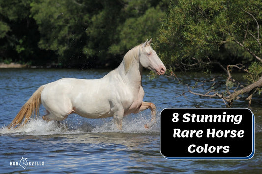 8 Stunning Rare Horse Colors You Need to See (With Pictures)