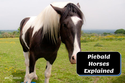 Piebald Horse: Characteristics, Behavior & More (With Photos)