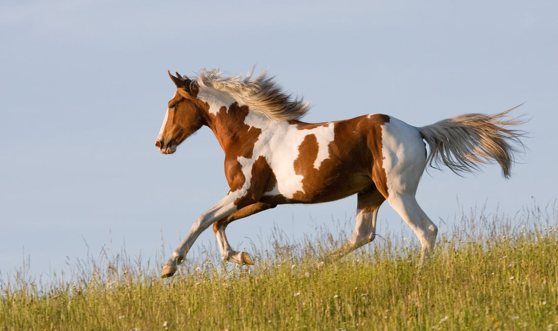 10 Best Horse Breeds For First-Time Owners