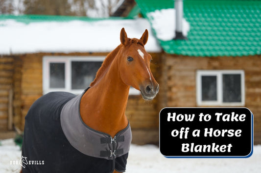 How to Take Off a Horse Blanket: 7 Easy Steps (& Extra Tips)