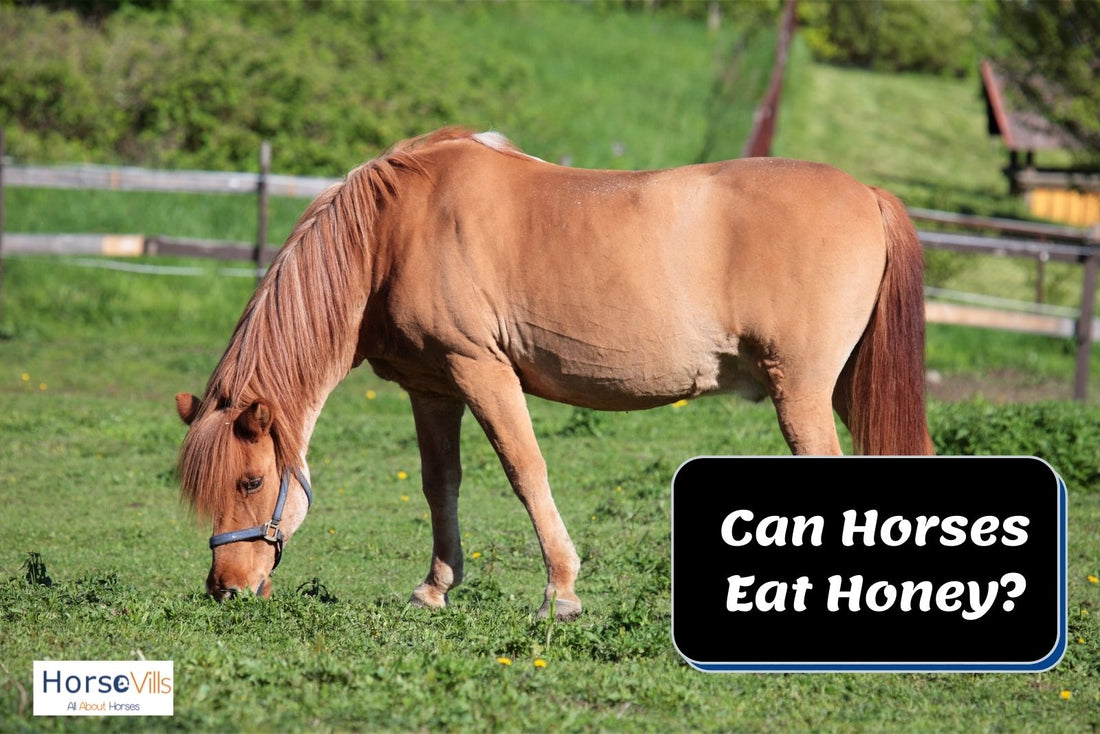 Definitive Guide on Feeding Honey to Horses