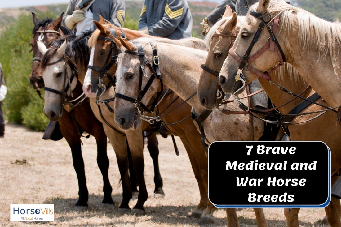 7 Brave Medieval and War Horse Breeds (History & Facts)