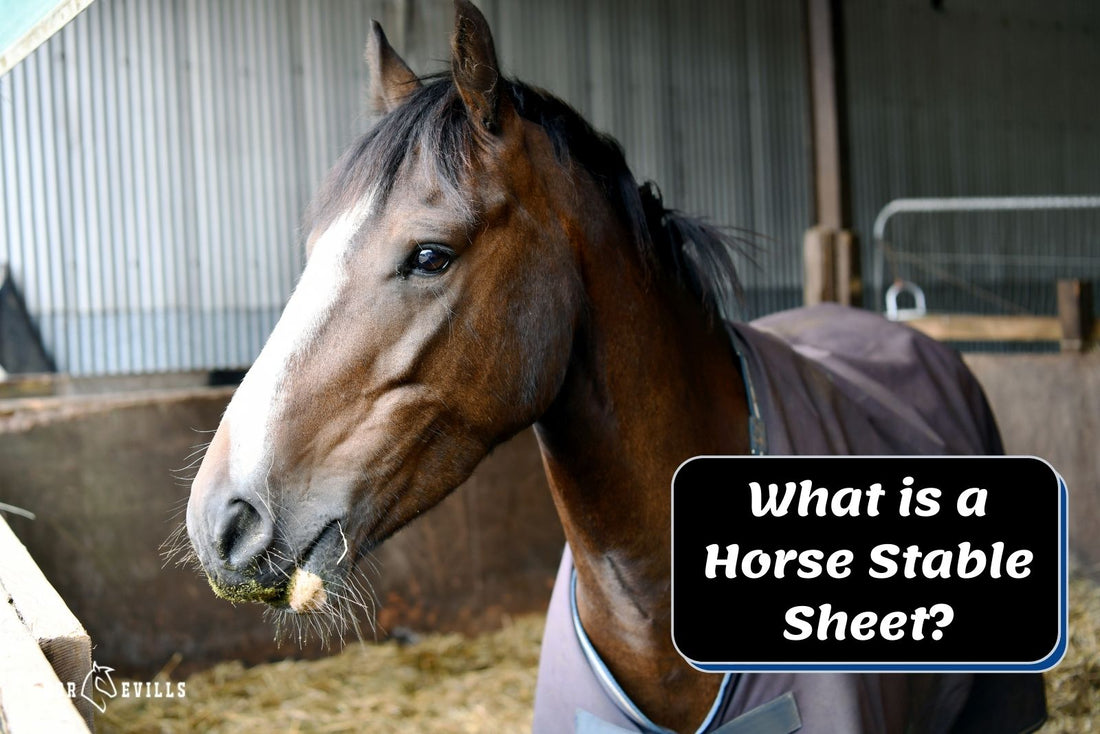 What is a Stable Sheet? When Does Your Horse Need it?