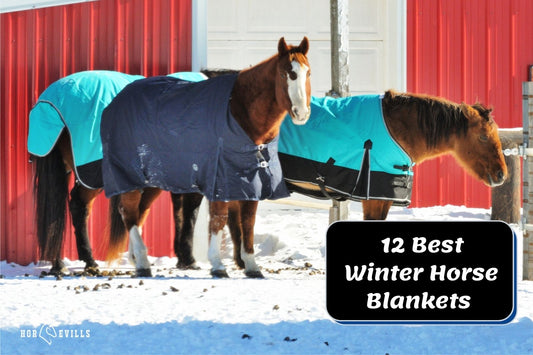 12 Best Horse Blankets for Winter (Buying Guide)