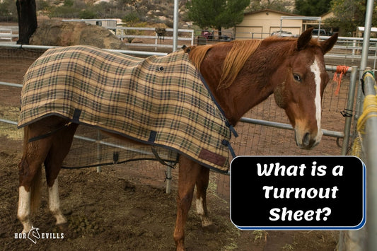 What is a Turnout Sheet and Why Your Horse Might Need One?