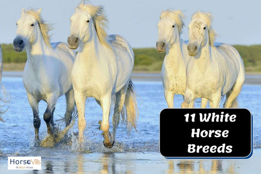 11 Of the Most Beautiful White Horse Breeds (History)