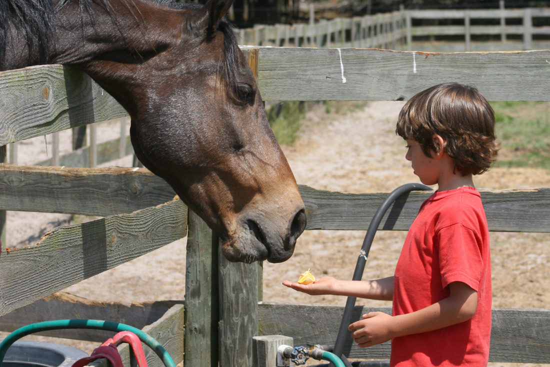 Can Horses Eat Candy Canes? (Helpful Guide & Tips)