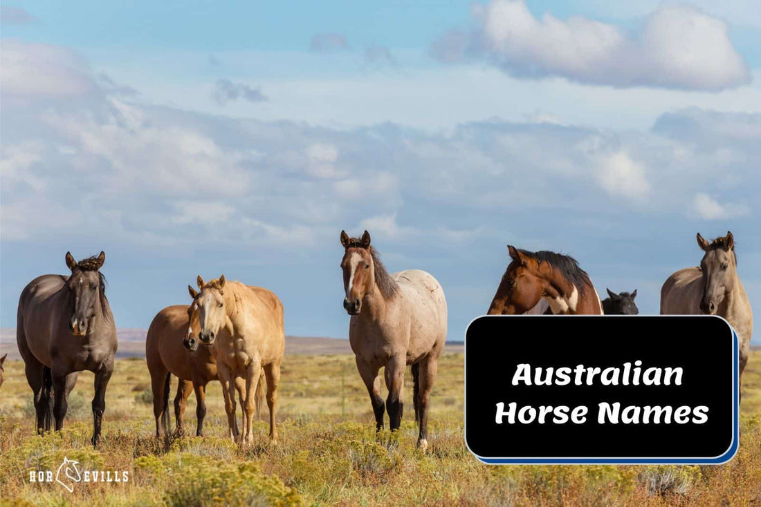 Top 60+ Australian Horse Names for Your Equine Companion