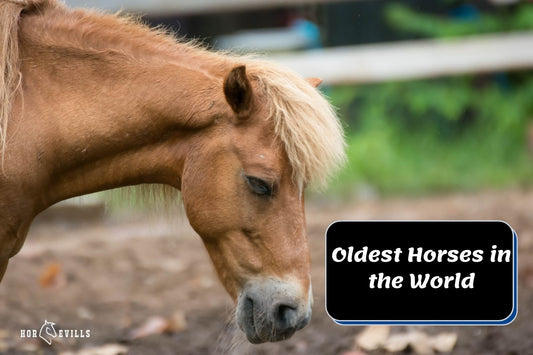 10 Oldest Horses in the World: Amazing Facts & History