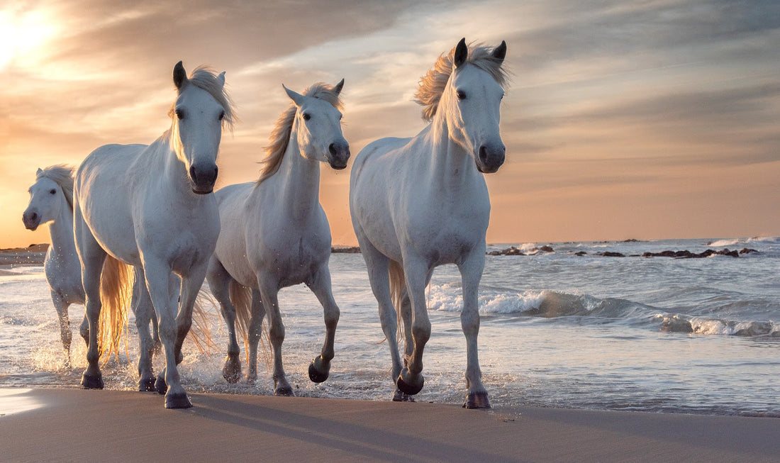 100 Wonderful White Horse Names