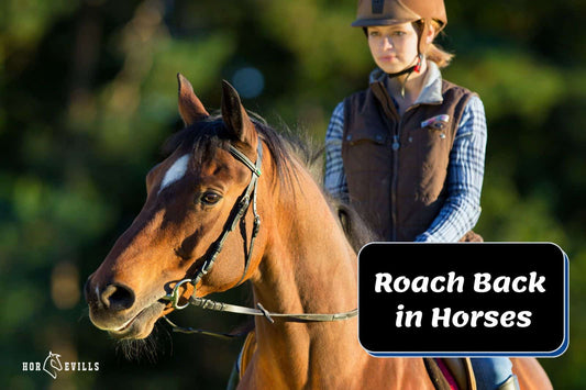 Roach Back in Horses: Causes, Treatment & More Facts