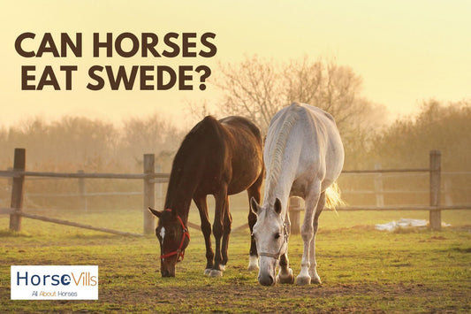 Can Horses Eat Swede? Is it Safe for Them?