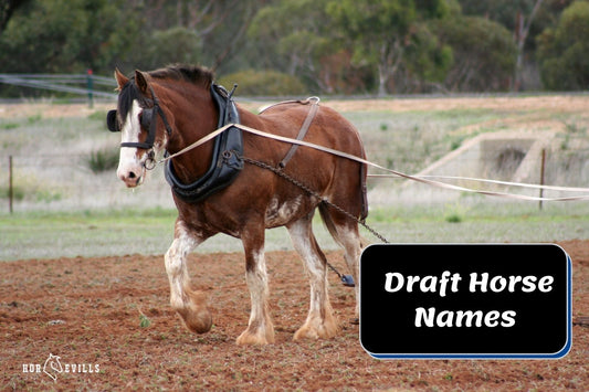 300+ Regal Draft Horse Names Perfect for Mares &amp; Stallions