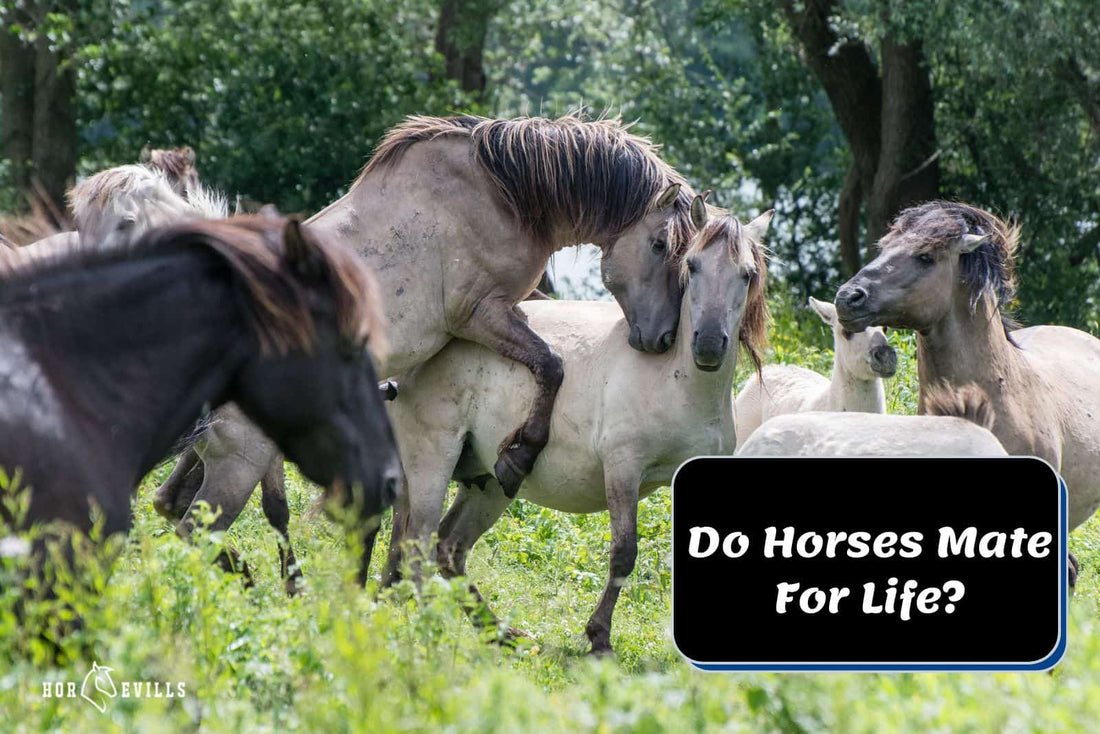 Do Horses Mate For Life? Equine Breeding & Friendship Facts