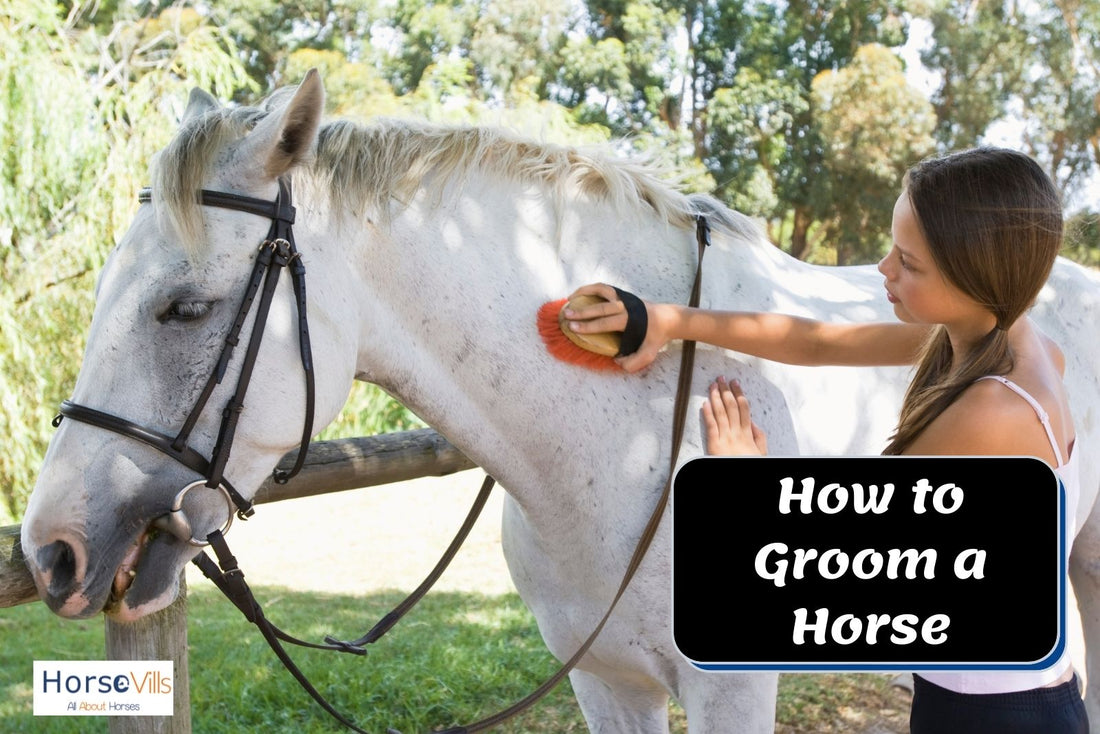 8 Steps to Groom a Horse + All the Items Needed