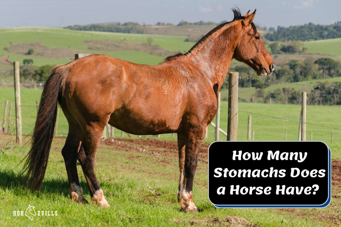 How Many Stomachs Does a Horse Have? (Equine Digestion Facts)