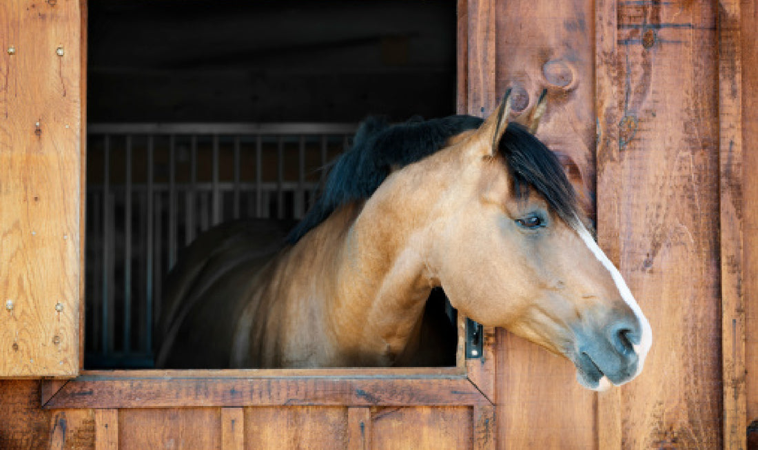 7 Custom Horse Name Plates That Add Pizzazz to Your Stall