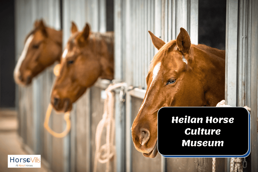 43 Horse Breeds Displayed in a Luxurious Chinese Stable