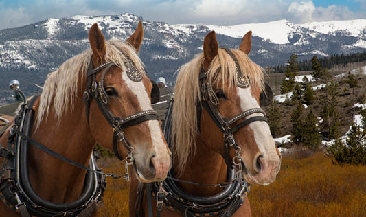 How to Choose the Perfect Horse Name Tags