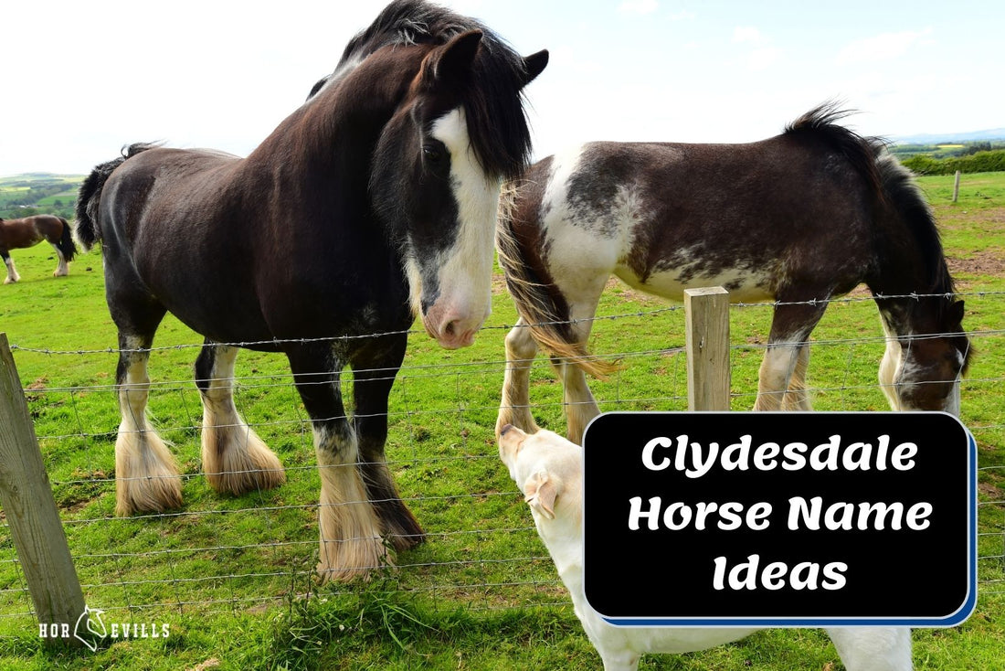 Clydesdale Horse Names: 290+ Great Ideas for Mare & Stallion