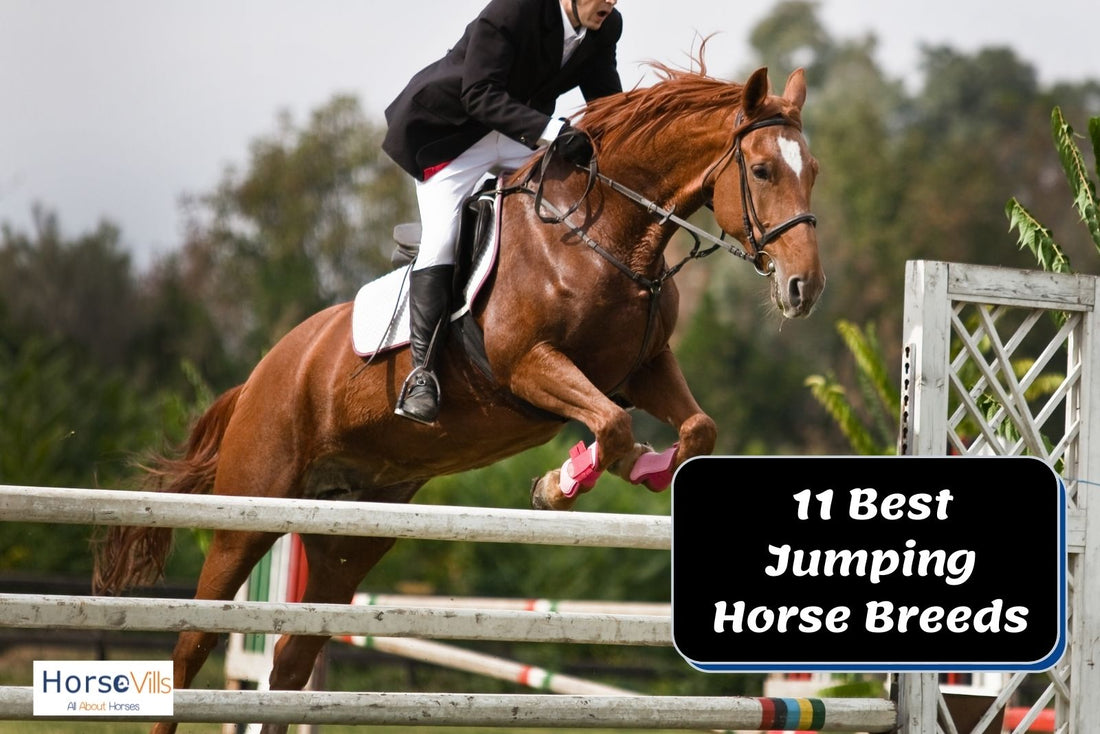 Top 11 Best Show Jumping Horse Breeds