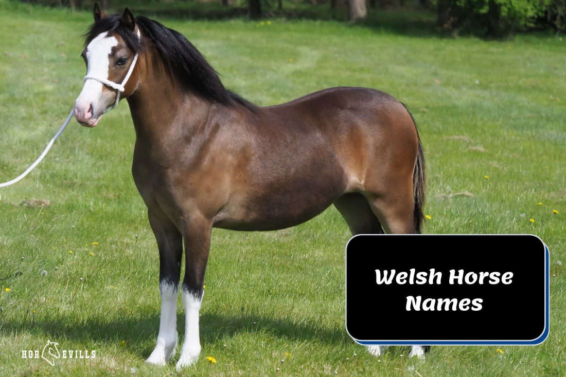 150 Welsh Horse Names: Most Popular &amp; Traditional Picks