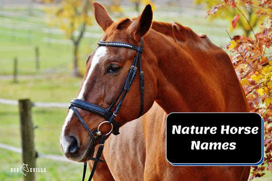 140 Nature-Inspired Horse Names for Your Equine Companion