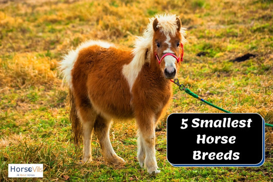 Top 5 Adorable Smallest Horse Breeds