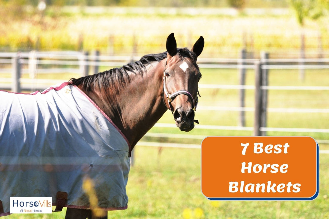 7 Best Horse Blankets to Keep Your Horse Warm (Reviews)