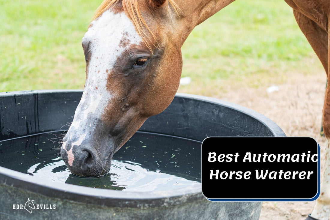 8 Best Automatic Horse Waterer [Review & Buying Guide]