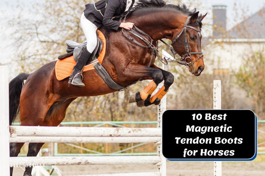 Top 10 Magnetic Tendon Boots for Horses