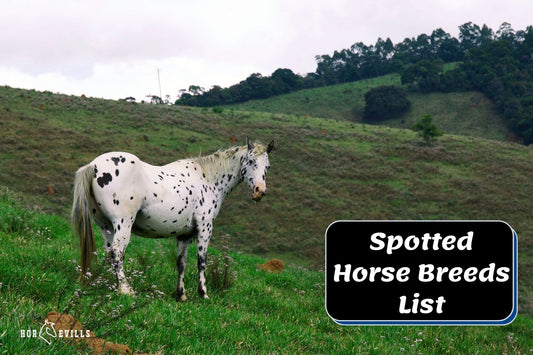 10 Spotted Horse Breeds and Their Amazing Coat Patterns