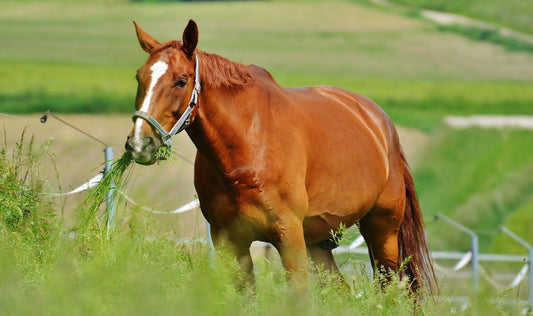 Can Horses Eat Turnips? Are They Toxic?