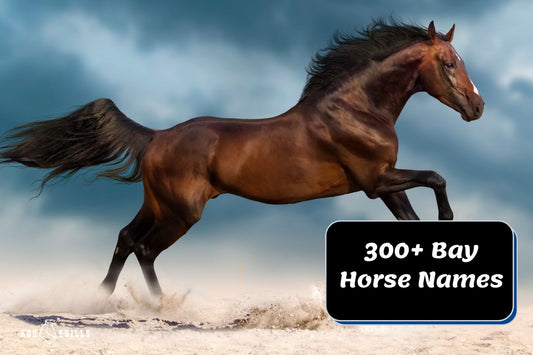 370+ Perfect Bay Horse Names for Stallions, Geldings & Mares