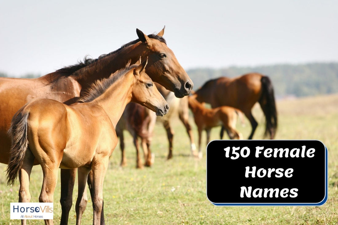 150 Lovely Female Horse Names for Mares & Fillies