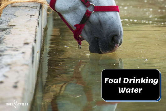 This Cute Foal Drinking Water Will Make Your Day!